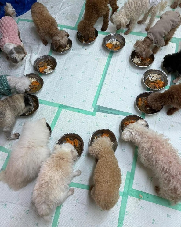 阿棍屋中心的狗狗圍著一碗碗湯水進食